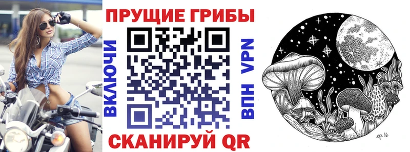 дарнет шоп  Саки  Галлюциногенные грибы Cubensis 